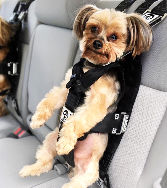 Dog Harnesses with Handles for Better Control and Support